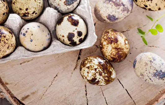 鹌鹑蛋和鸡蛋哪个蛋白质高