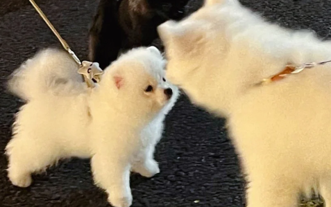 跳蚤粉可以直接撒到狗身上么