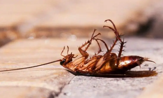 蟑螂打死了会吸引其他蟑螂吗