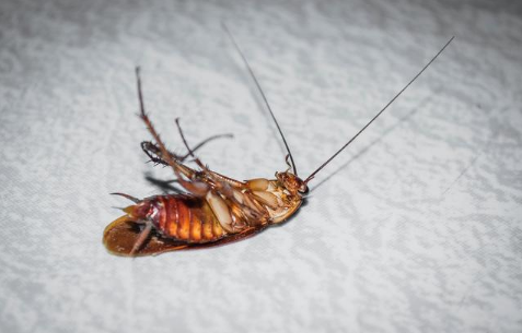 蟑螂打死了会吸引其他蟑螂吗