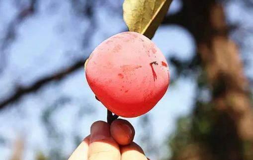 火葫芦柿子和火晶柿子是一个品种吗