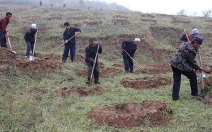 霜降以后还能种树吗