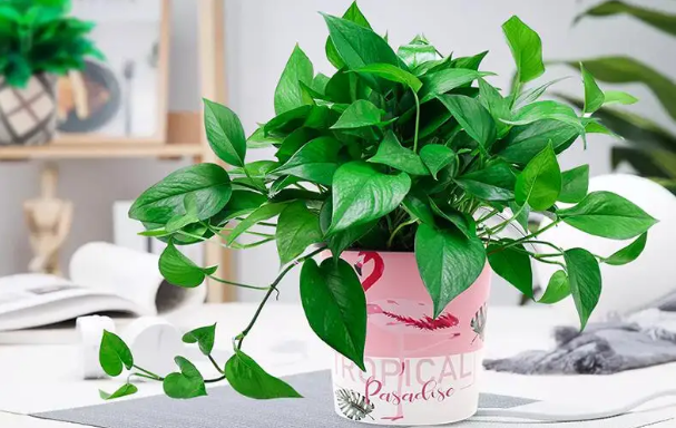 绿萝放在卧室对人是否有影响