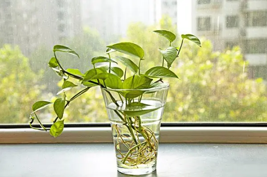 绿萝放在卧室对人是否有影响