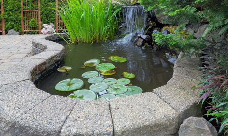 庭院水缸能种铜钱草吗