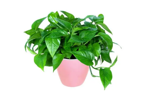 绿萝除甲醛多久换一次