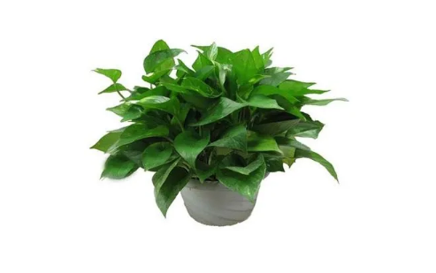 绿萝除甲醛多久换一次