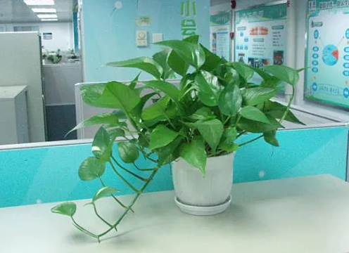 绿萝除甲醛要关门窗吗