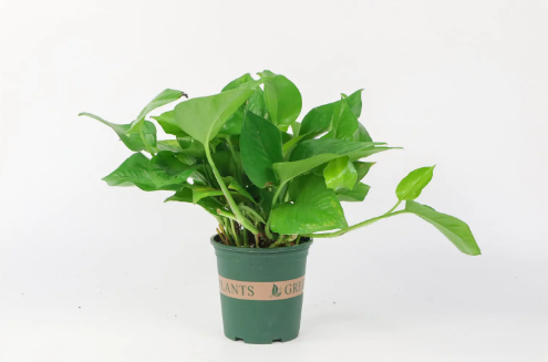 绿萝叶子发黄是什么原因