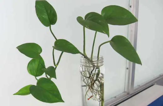 绿萝叶子发黄是剪掉还是拔掉