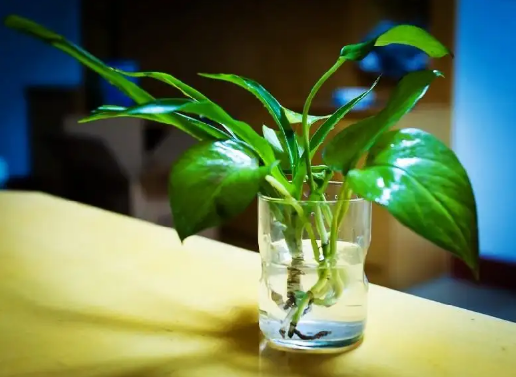 绿萝叶子发黄是剪掉还是拔掉