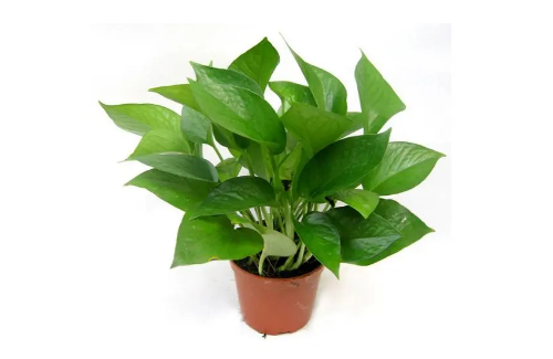 绿萝营养液可以直接加水浇在绿萝上吗