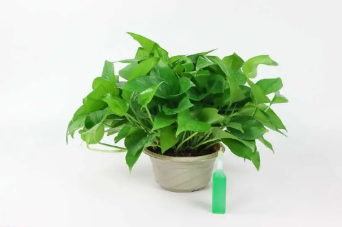 绿萝营养液可以直接加水浇在绿萝上吗