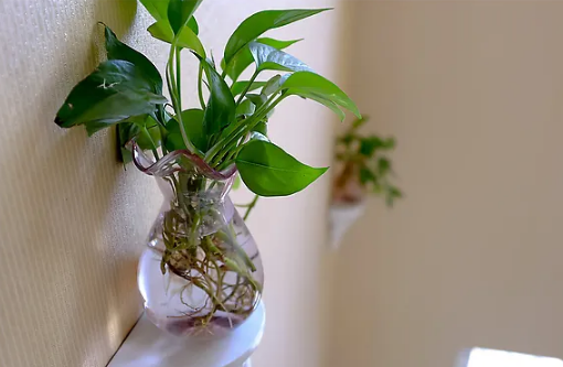 绿萝是喜阴还是喜阳植物