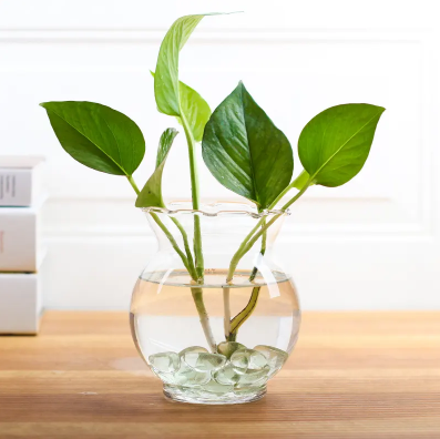 绿萝营养液是浇根部还是喷叶面