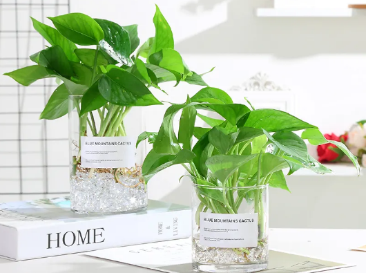 绿萝营养液是浇根部还是喷叶面