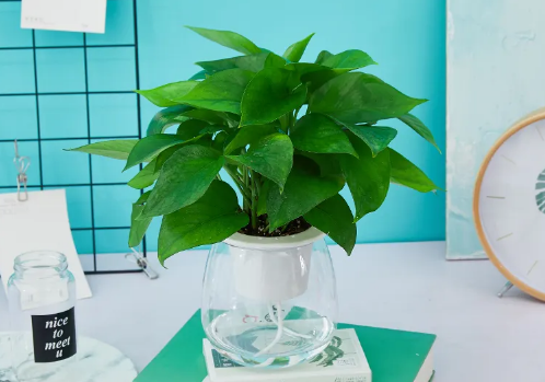 绿萝营养液是直接浇在上面还是兑水浇了