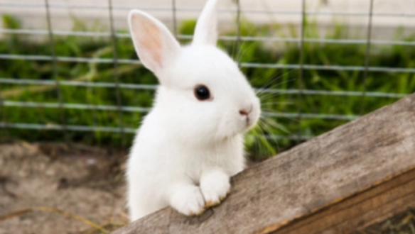 2023兔年立春属兔子怎么躲最灵