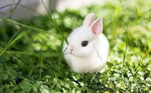 2023兔年立春属兔子怎么躲最灵