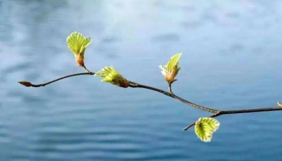 2023年属兔的立春这天有什么讲究