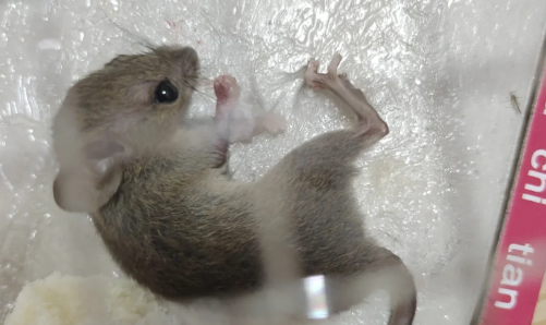 一个粘鼠板能粘几只老鼠