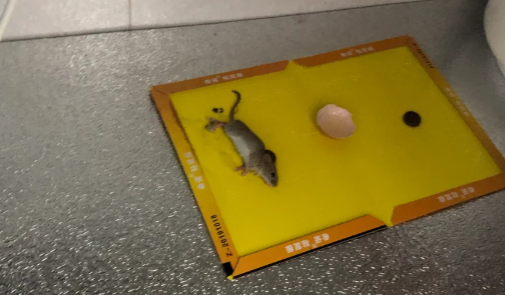 一个粘鼠板能粘几只老鼠