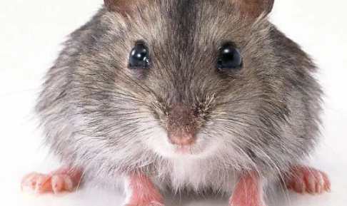 家里很干净为啥还有老鼠