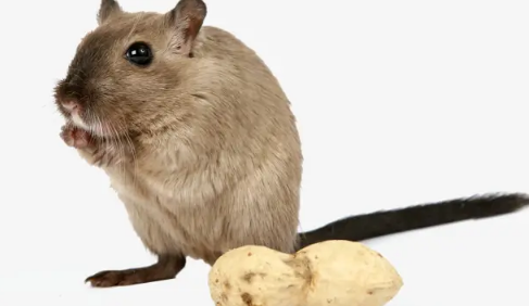 家里很干净为啥还有老鼠