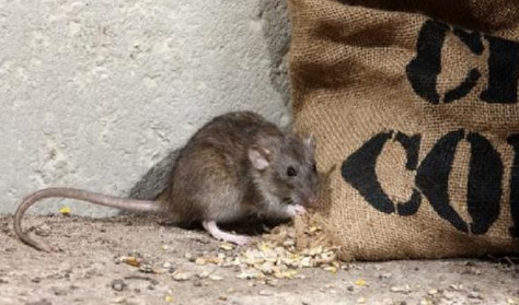 洗洁精拌大米能不能杀死老鼠