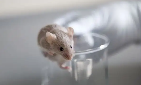 洗洁精拌大米能不能杀死老鼠