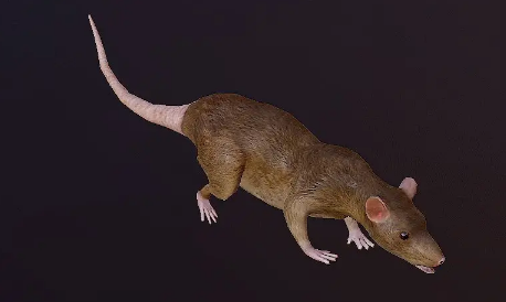 老鼠爬过的碗筷还能用吗