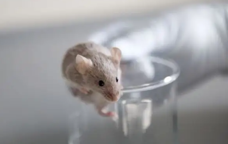 老鼠爬过的碗筷还能用吗