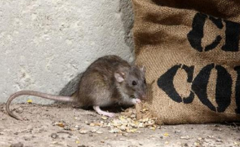 为什么凌晨老鼠一直叫