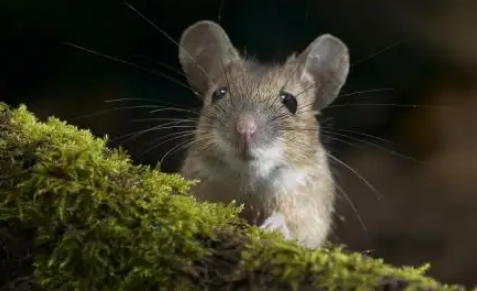 桌子上有老鼠屎是不是有老鼠