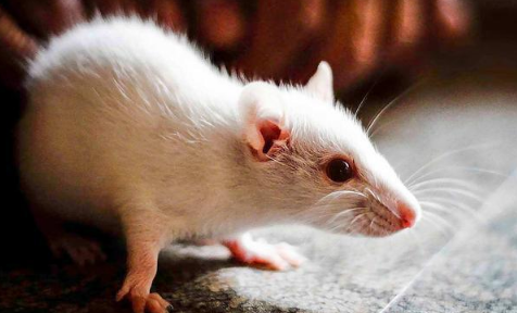 阳台总是有老鼠是从哪里来的