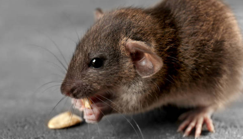 阳台总是有老鼠是从哪里来的