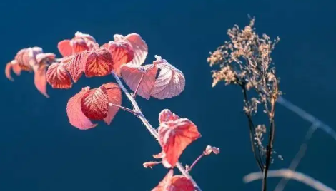 2023数九三九冷还是四九冷