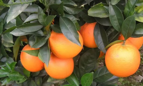 脐橙太甜是打了甜蜜素吗