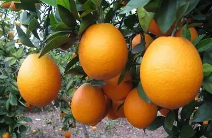 脐橙很甜有人为原因吗