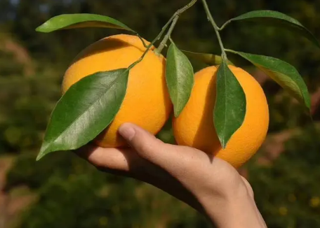脐橙很甜有人为原因吗