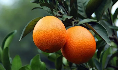 脐橙能烤熟了吃吗