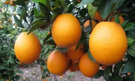 脐橙能烤熟了吃吗