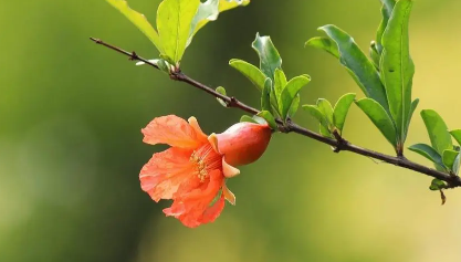 2023年除夕能不能戴石榴花