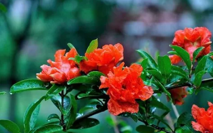 2023年除夕能不能戴石榴花