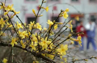 2023年兔年两头春好不好