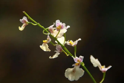 2023年兔年两头春好不好