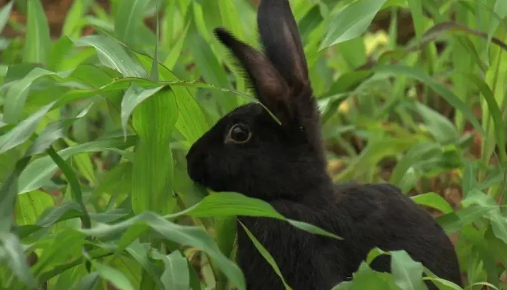 2023年黑兔年对什么生肖好
