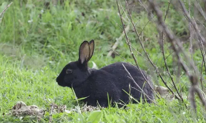 2023年黑兔年对什么生肖好