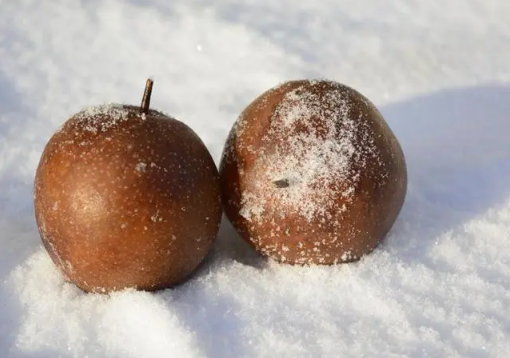 冻梨需要反复冻吗