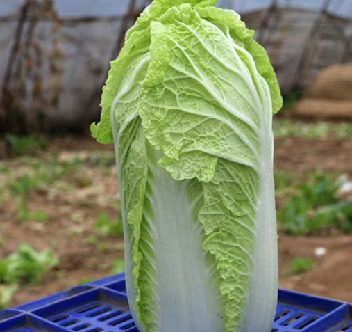 大白菜可以包保鲜膜吗